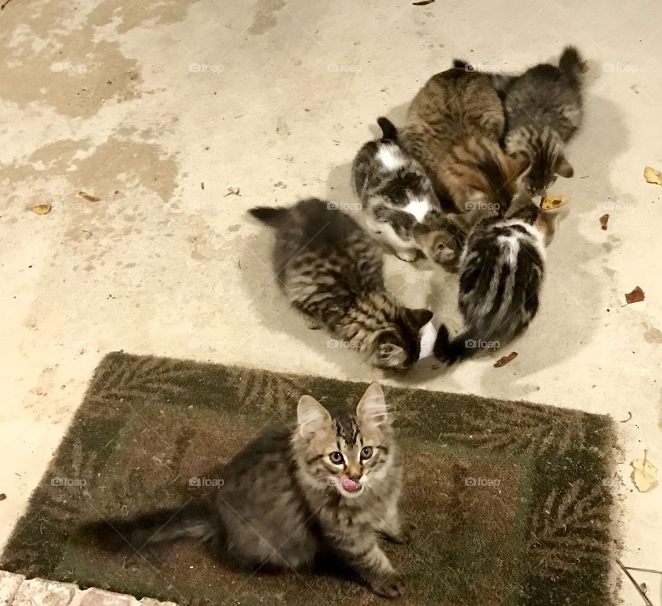 Cute Kitties