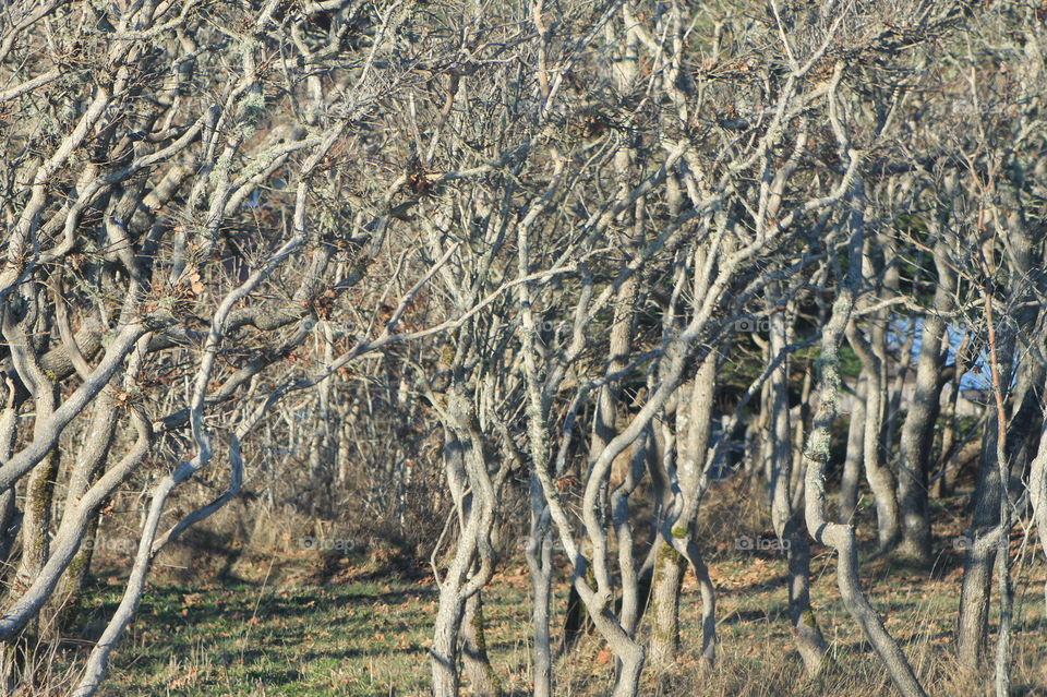 I took pics of some windswept leafless Garry Oak trees near an open & very windy beach. The trees are all twisted & gnarly & have beautiful & interesting texture & form. I applied desktop techniques to this pic prev & wanted to show the original shot
