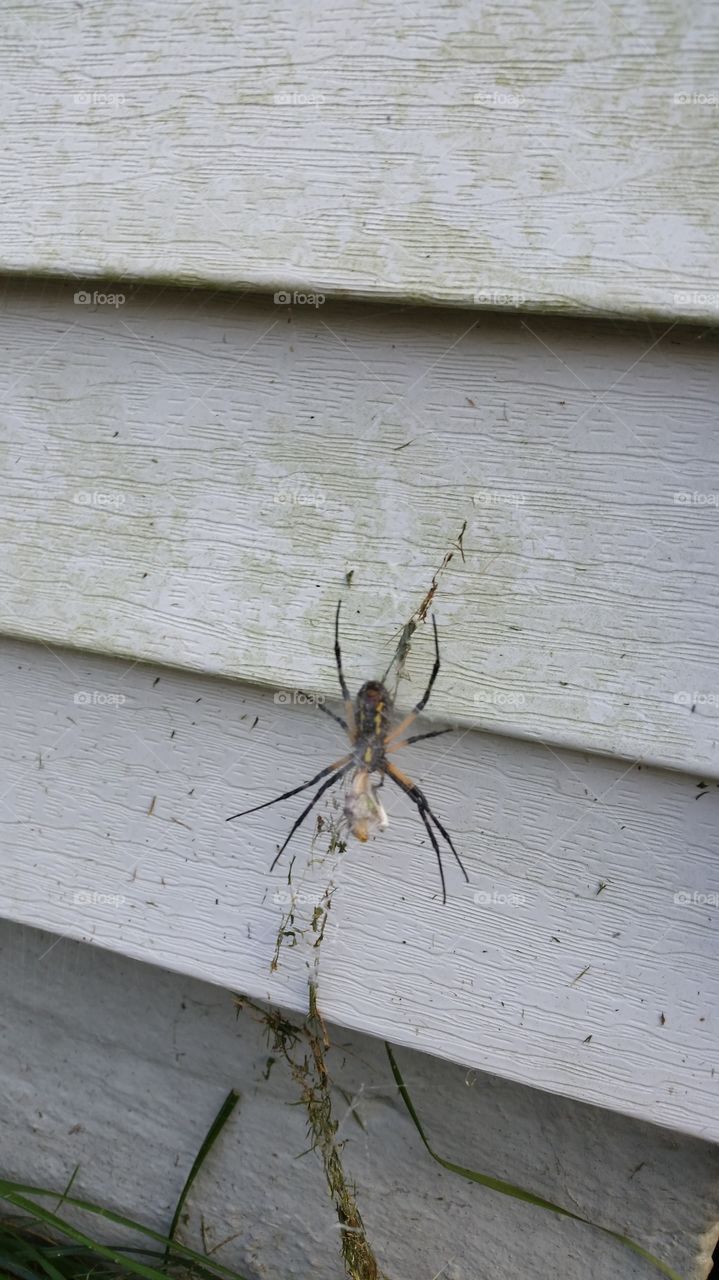 Wood, Insect, Nature, Spider, No Person