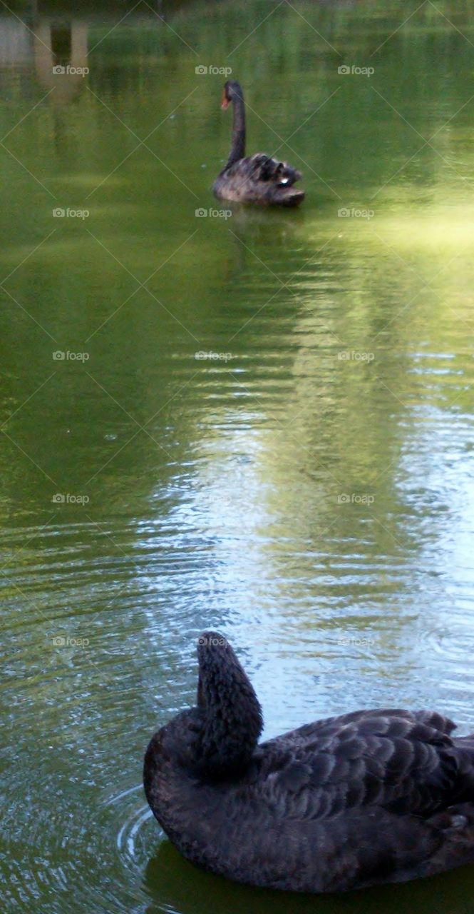 Black swans bathe in the lake