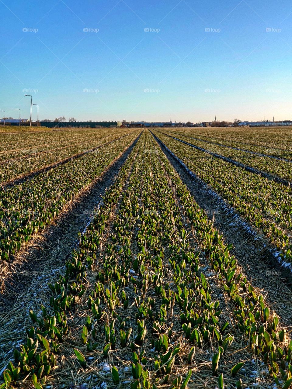 Tulips are rising