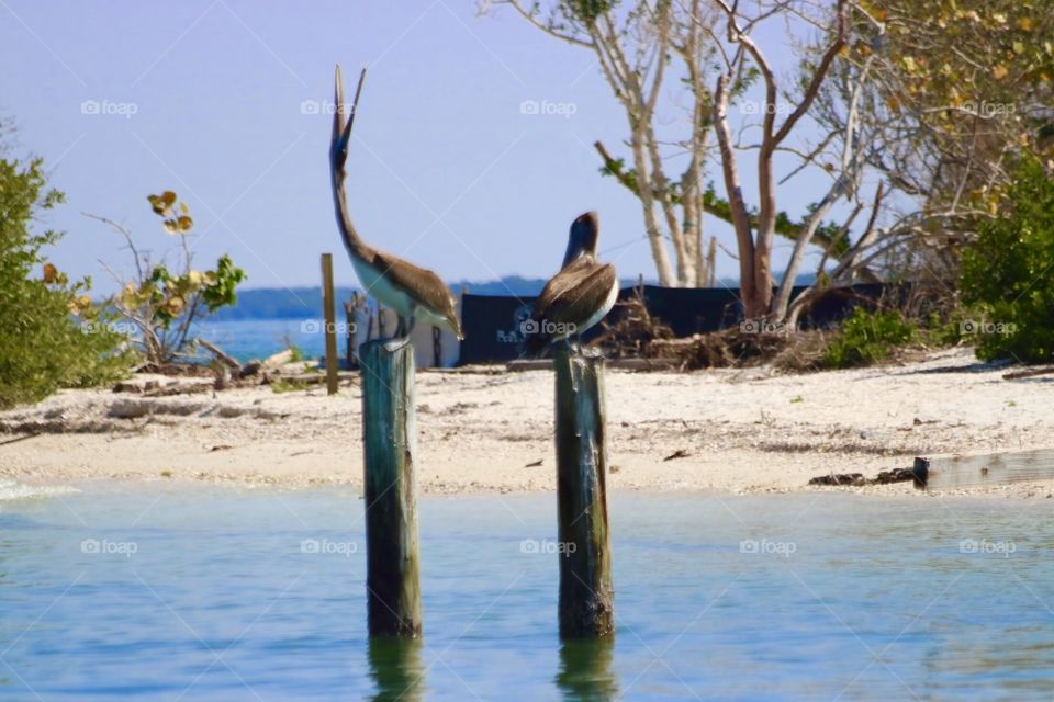 Pelicans resting 