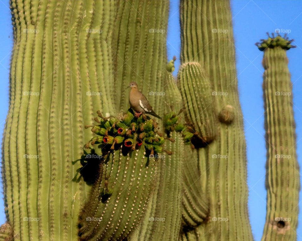 Dove Amidst Saguaro Cactus