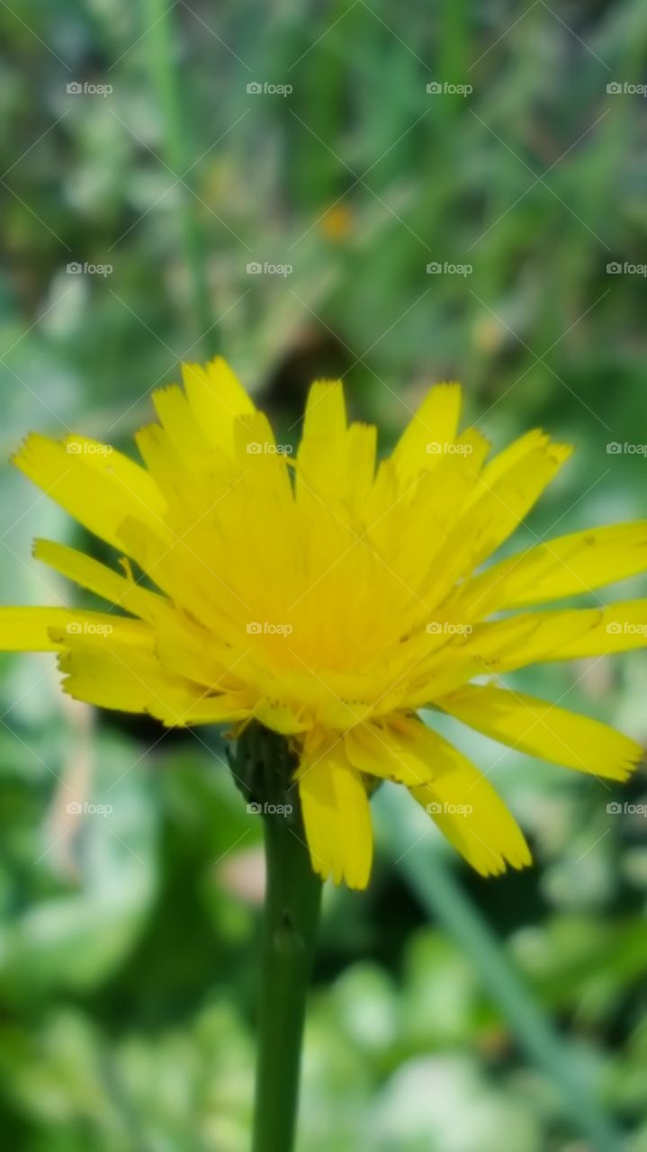 dandelion 2