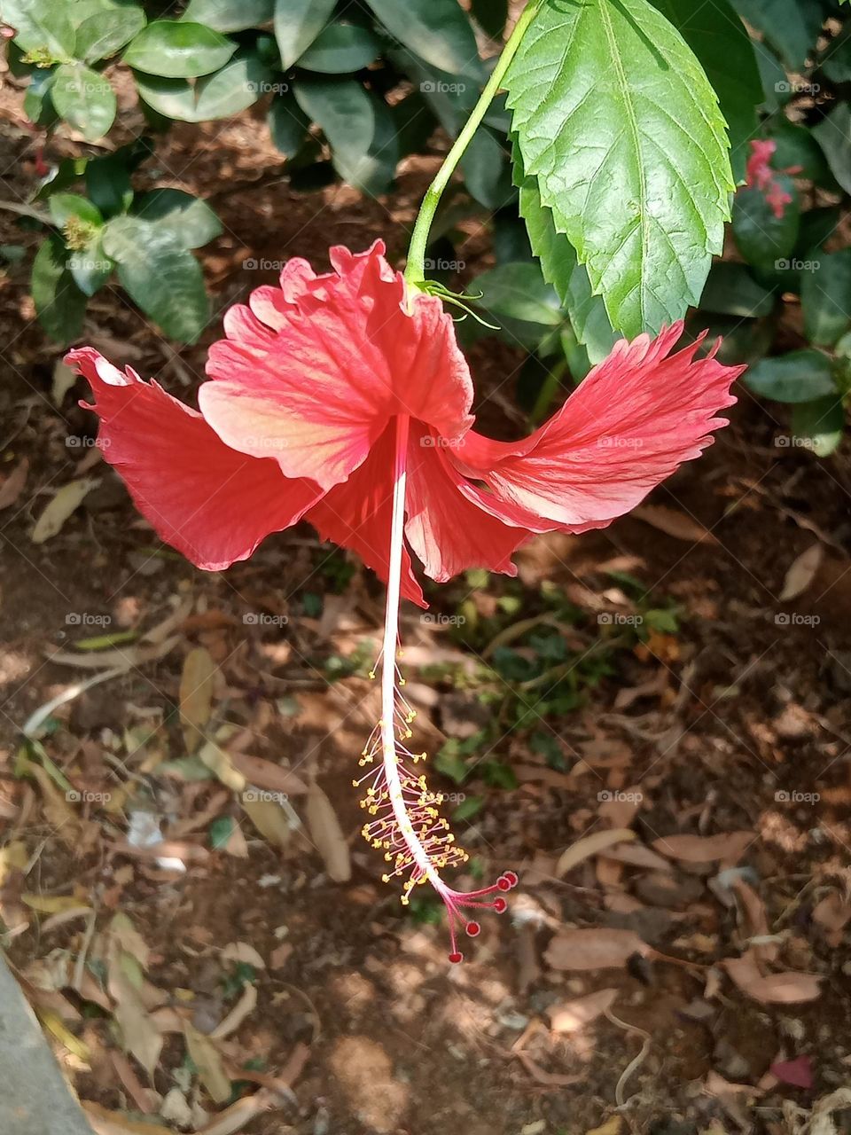 Ravarma VanguvO / Hibiscus / Rosa-sinensis /  colloquially / Chinese hibiscus