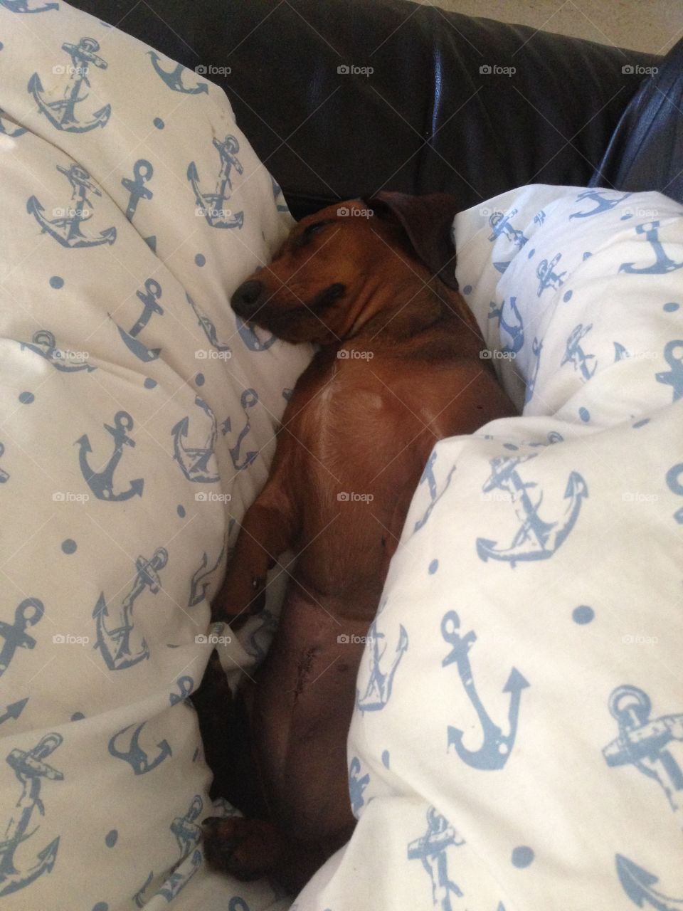 Sausage dog asleep on bed