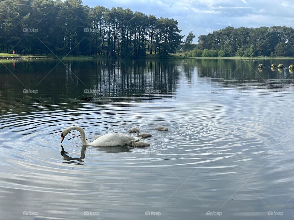 Mother Swan and her baby signets swimming in a Scottish Loch  🏴󠁧󠁢󠁳󠁣󠁴󠁿