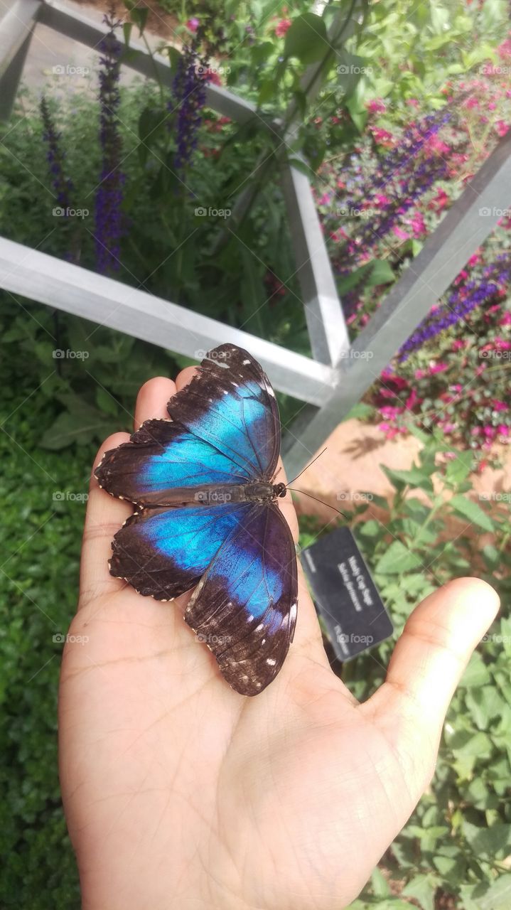 blue butterfly on palm of hand