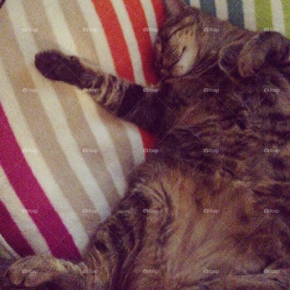 Fat lazy kitty on his comfy bed 