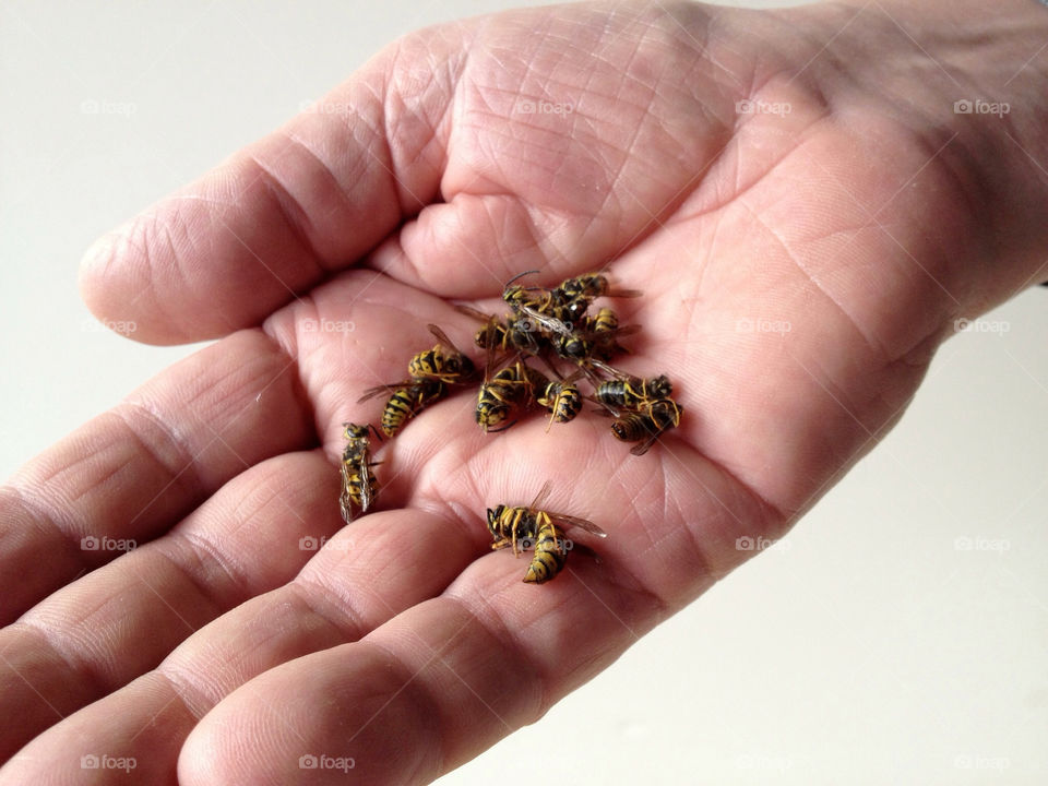 Yellow jacket wasps in hand