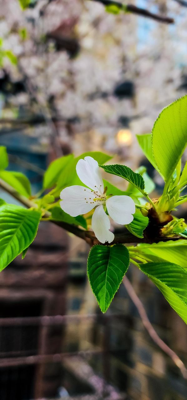 Cherry Blossom