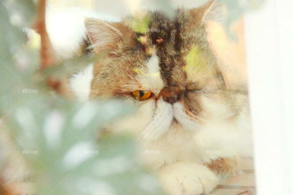 The cat was looking and waiting for the owner to come back to the window of the house. Pet life. Animal photography.