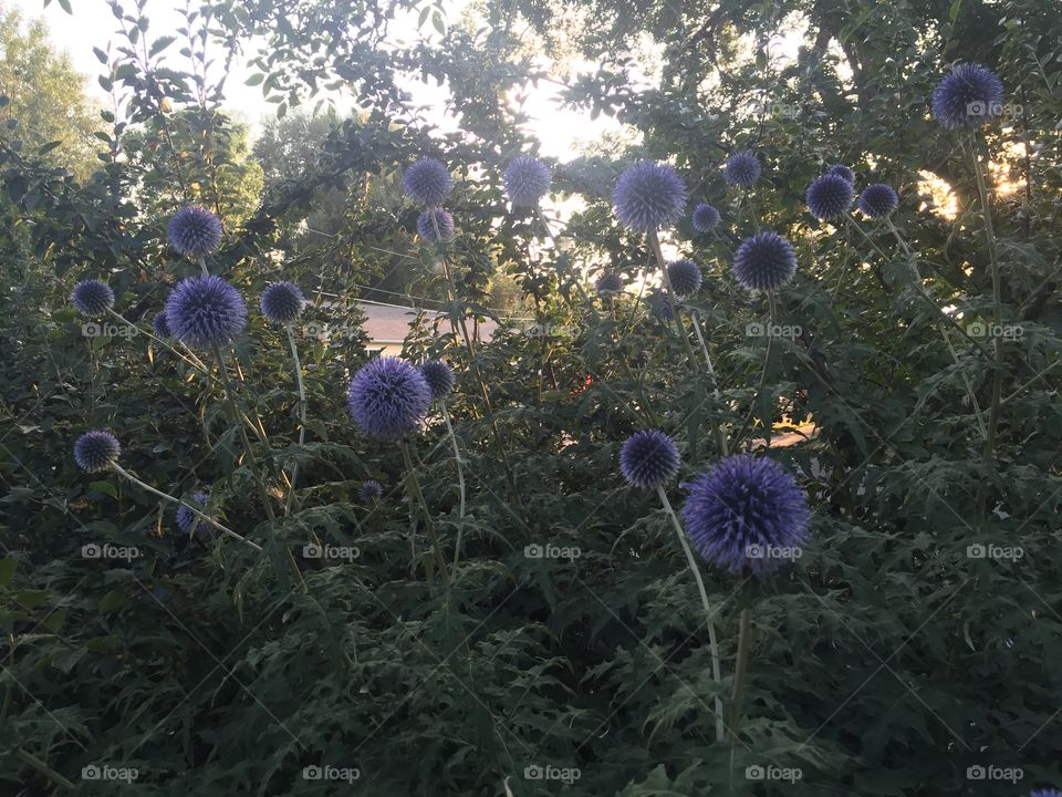 Flower, Flora, No Person, Hayfield, Summer