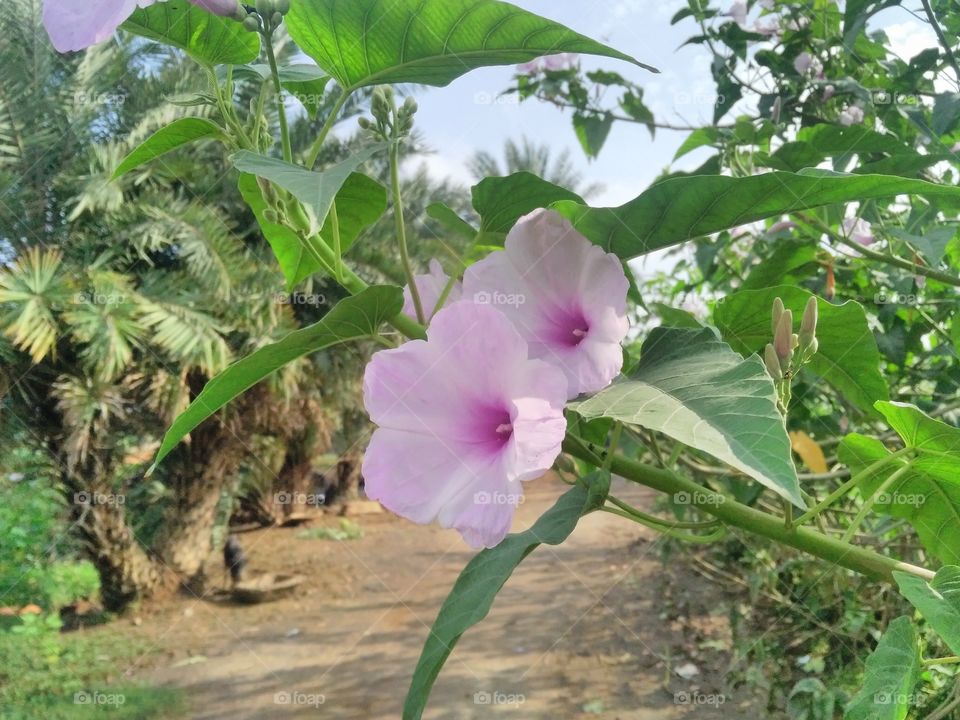 This flower plant is often found in all parts of Jharkhand state of India.