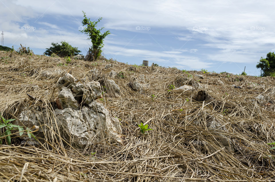 Rocky Farmland Covered With Dry Grass