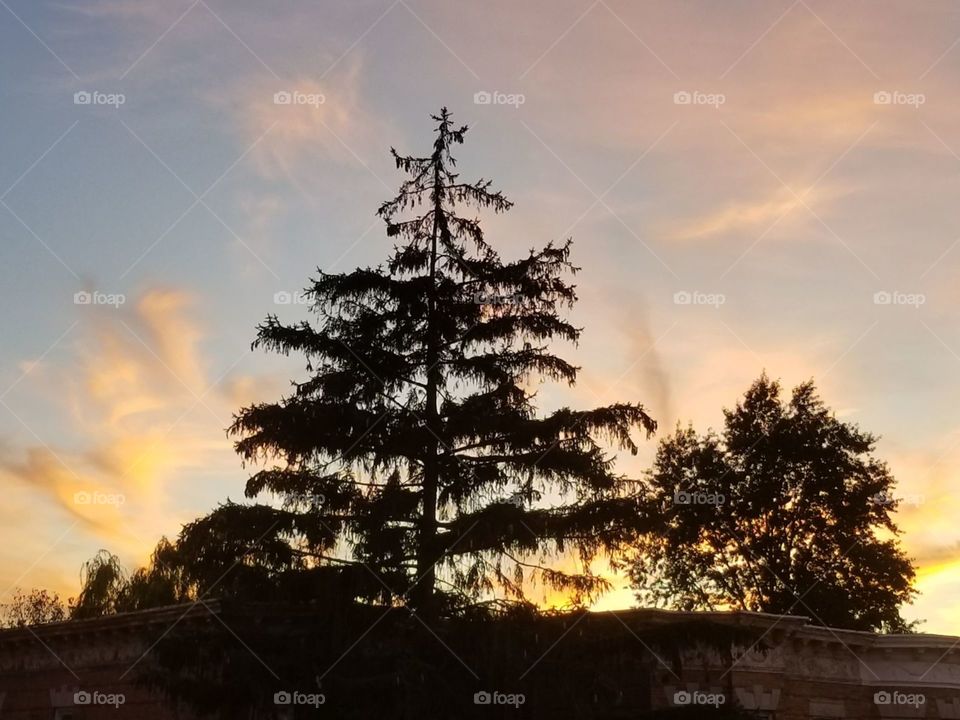 beautiful sunset ,pine trees