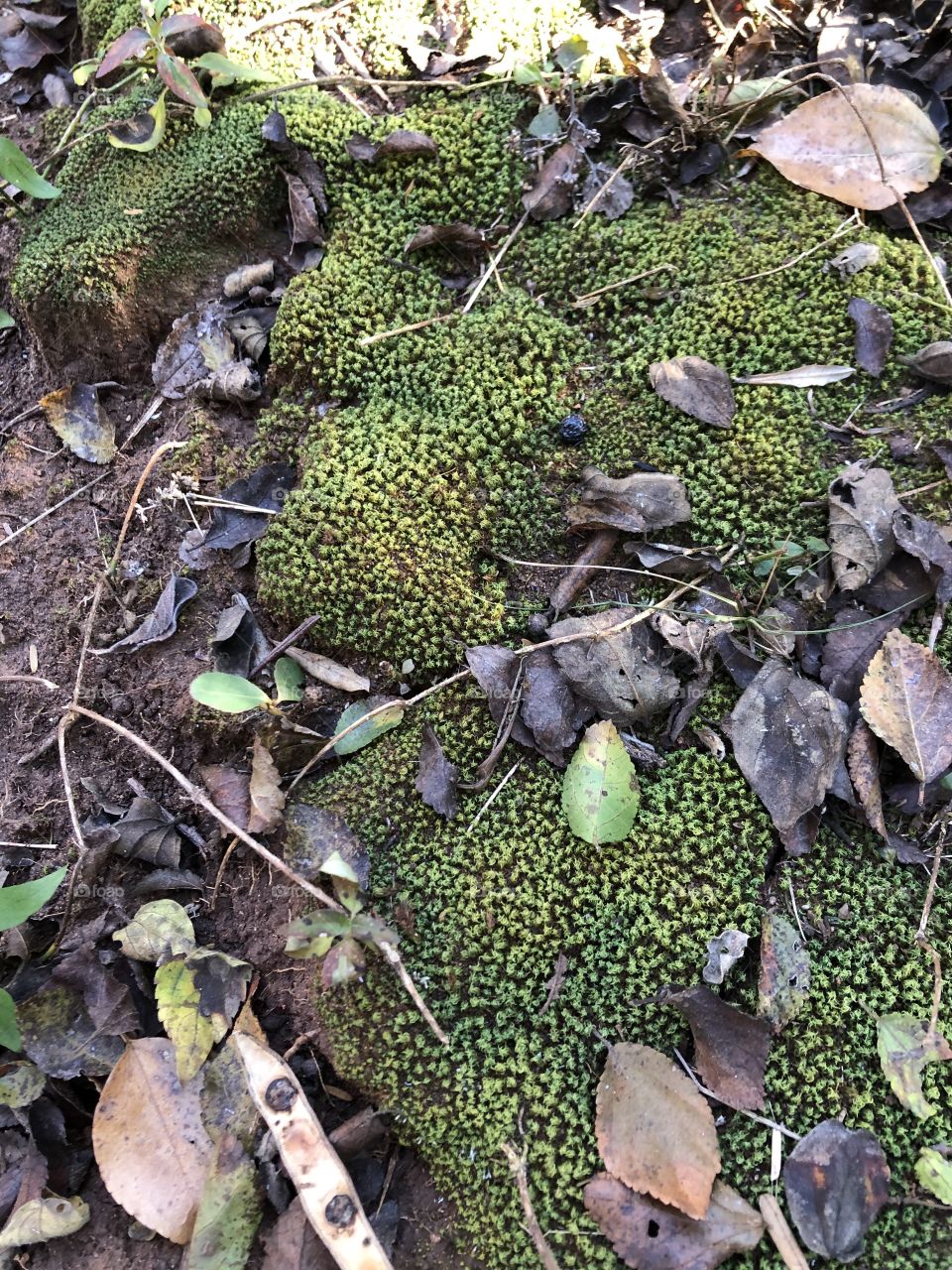 Green moss underneath trees