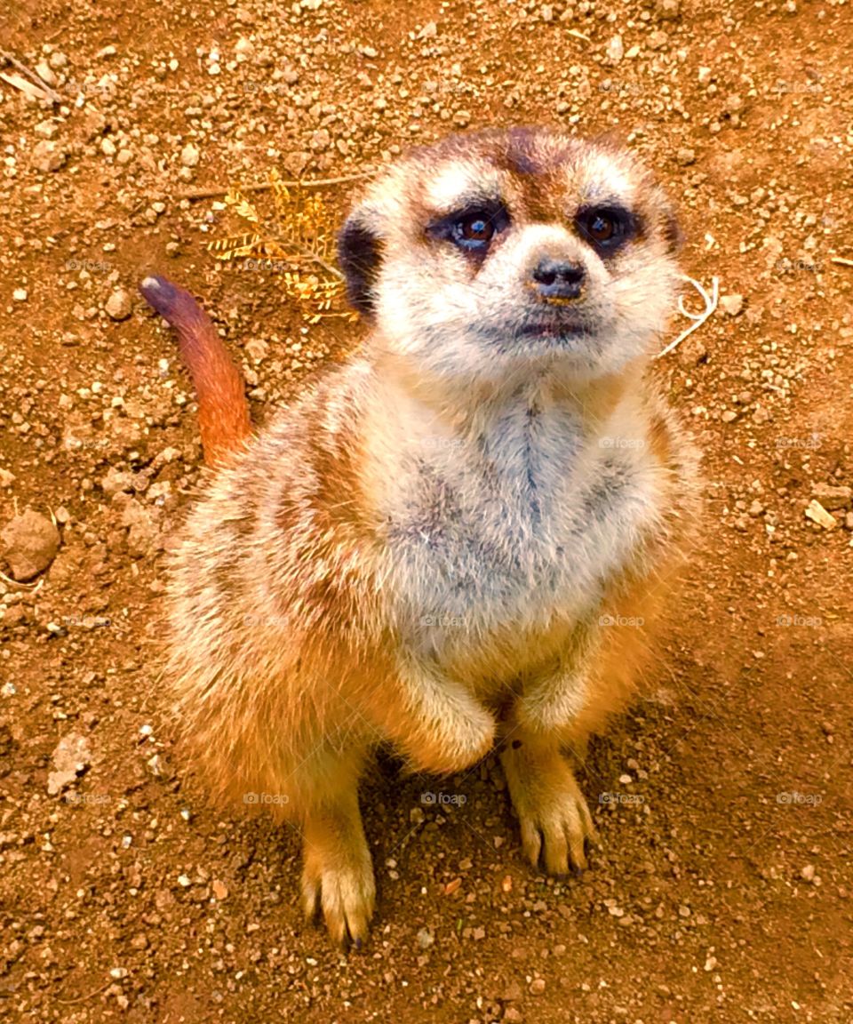 Curious meerkat