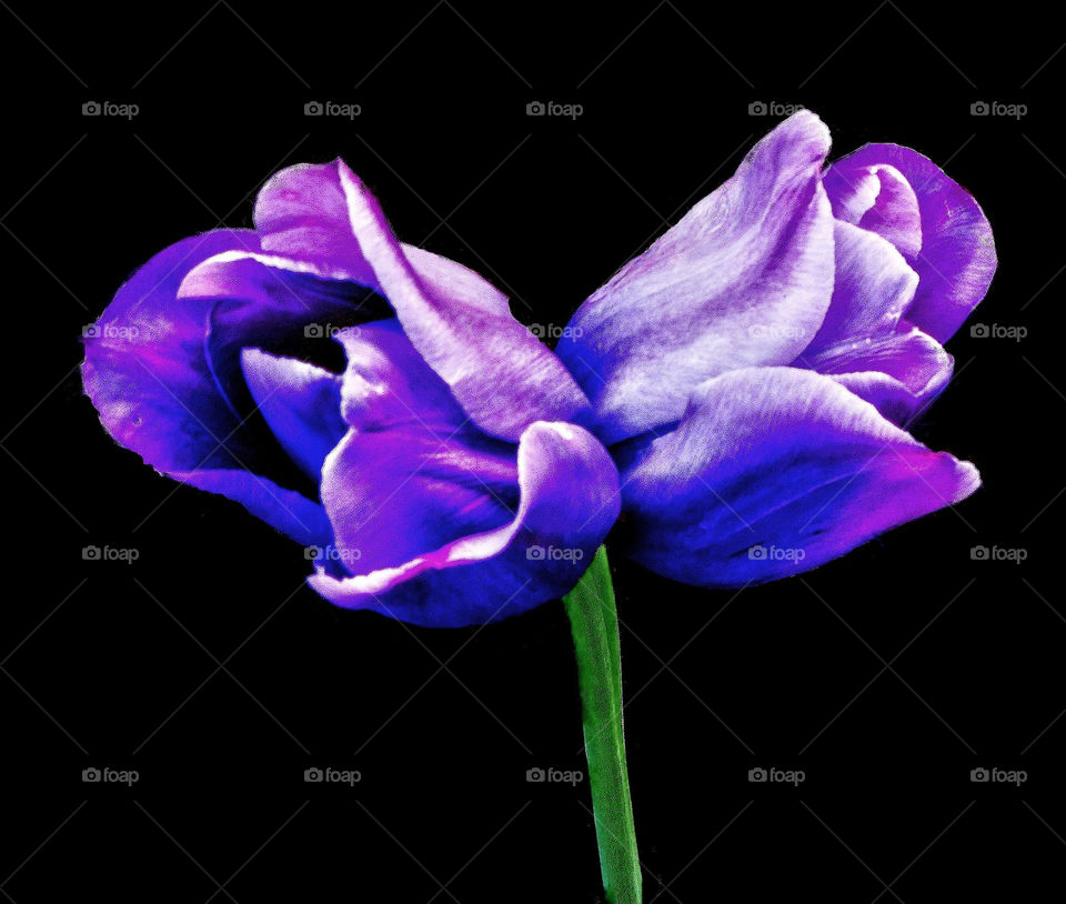 flowers purple tulip double-tulip by landon
