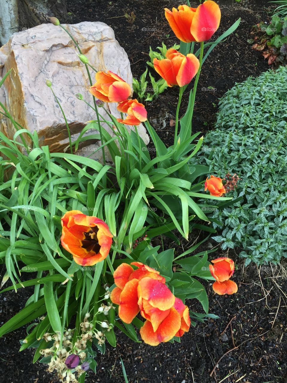 Sunrise Tulips in the rainstorm