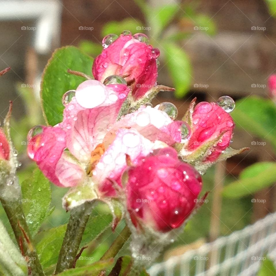 Apple blossom 