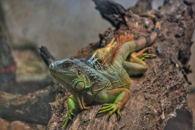 Beautiful monitor lizard