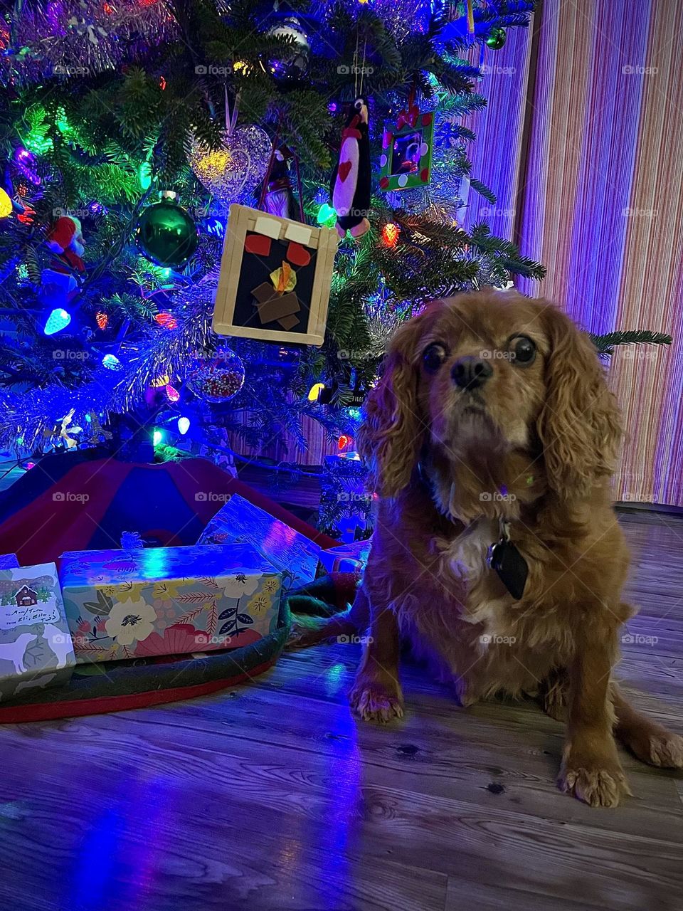 One cute senior Cavalier King Charles Spaniel sitting next to the Christmas tree with presents underneath 