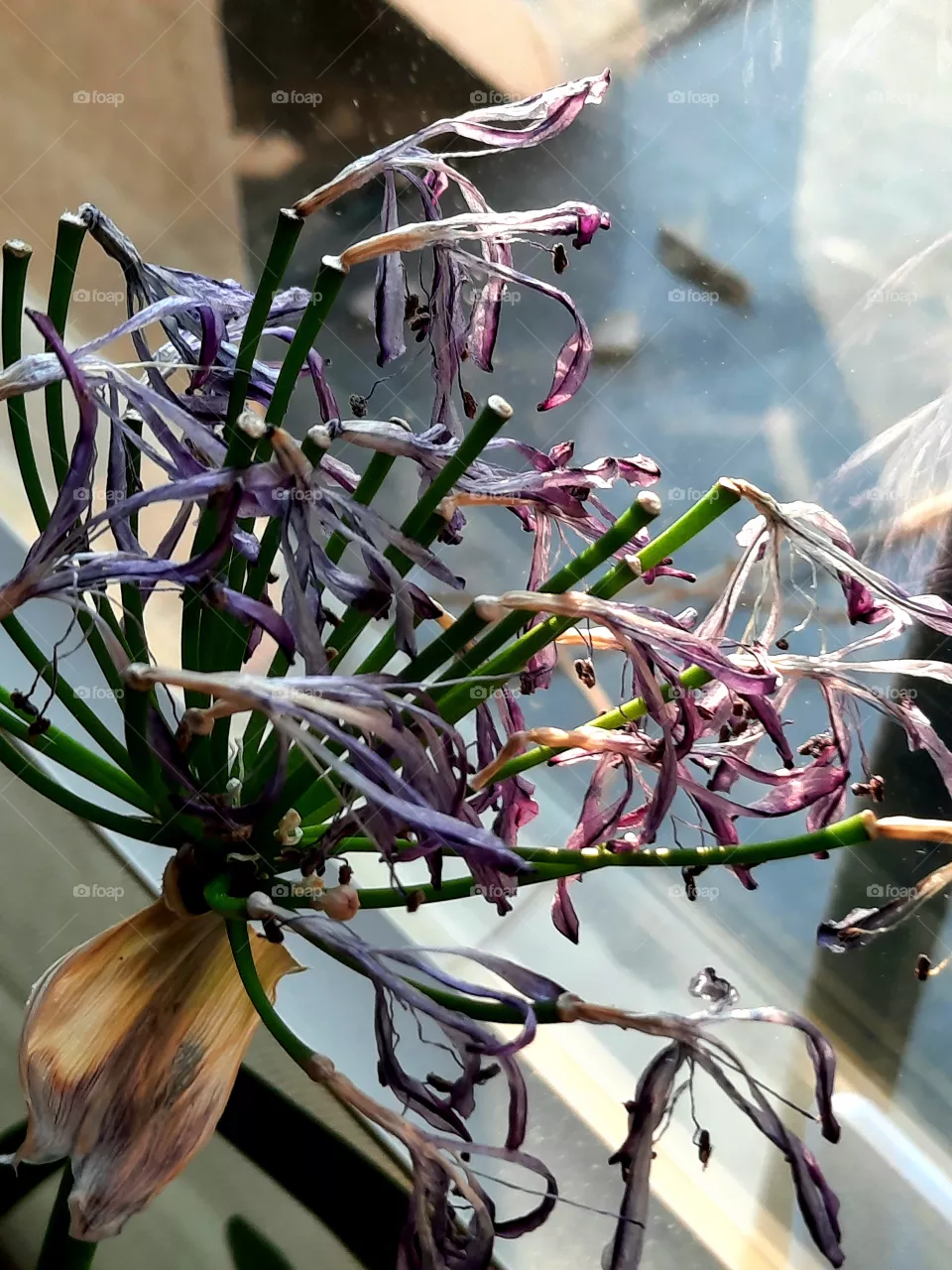 end of blooming of a blue agapanthus on the windowsill