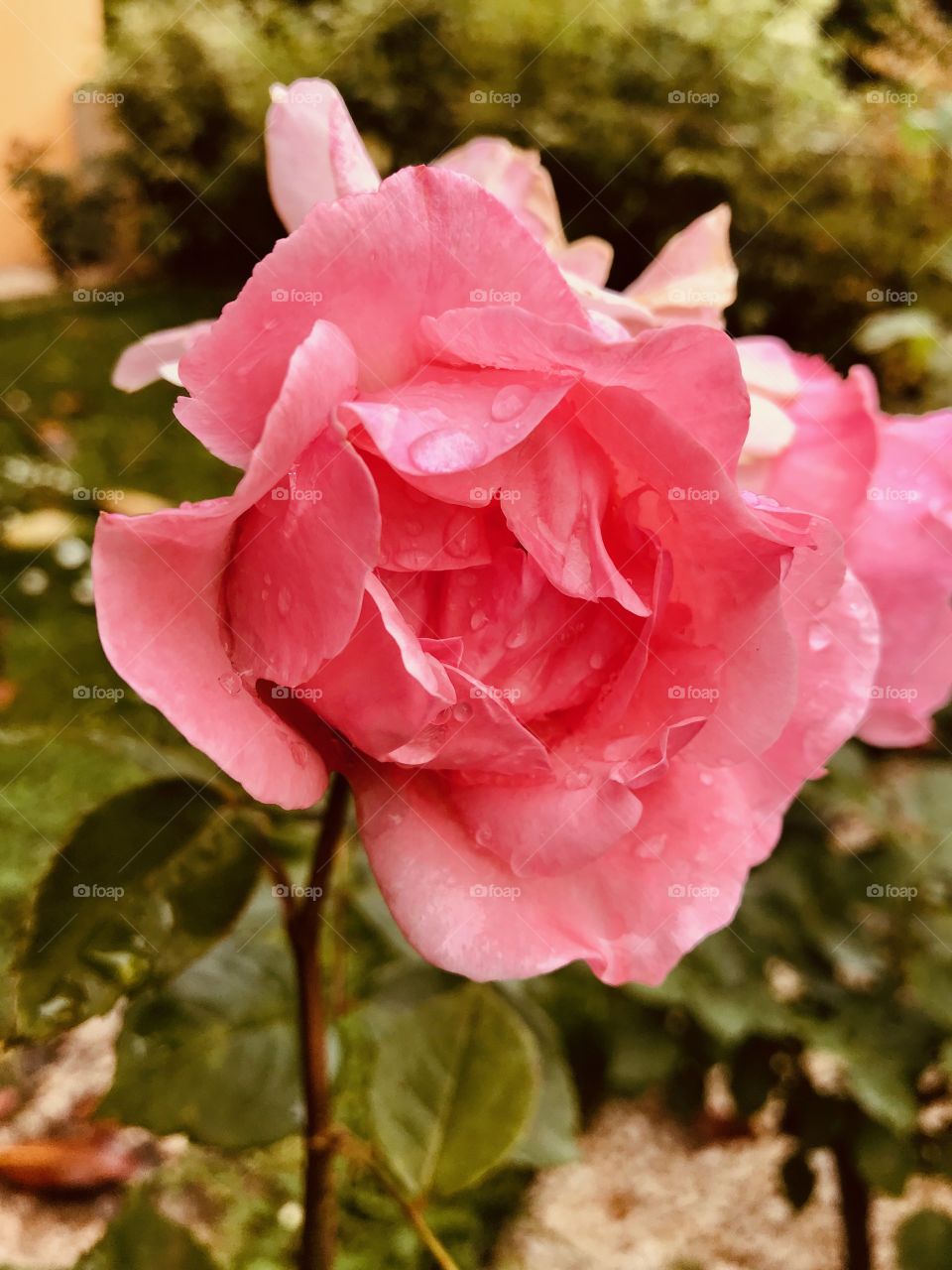 Pink rose in my garden 