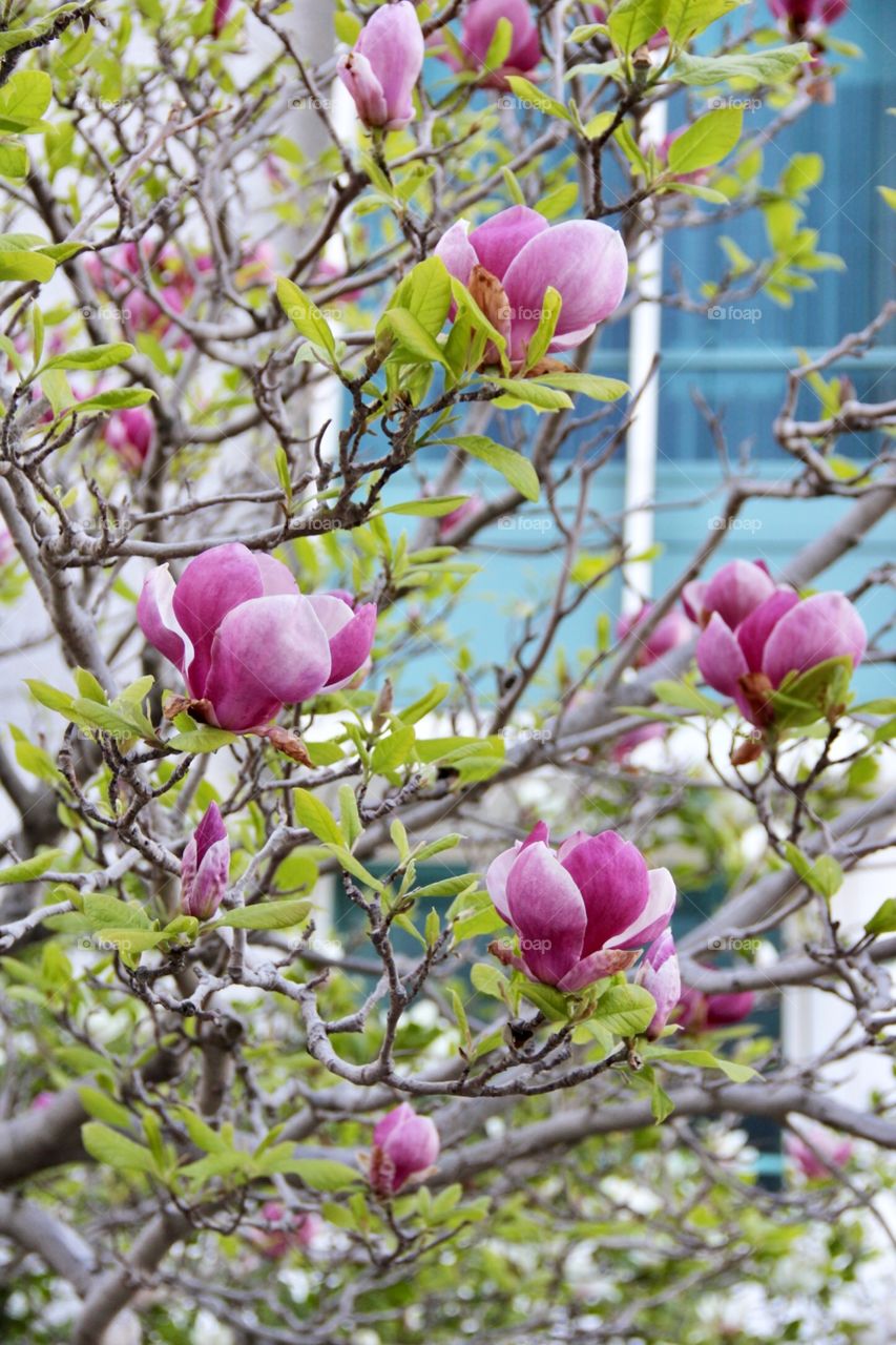 Beautiful Magnolia spring blooming 