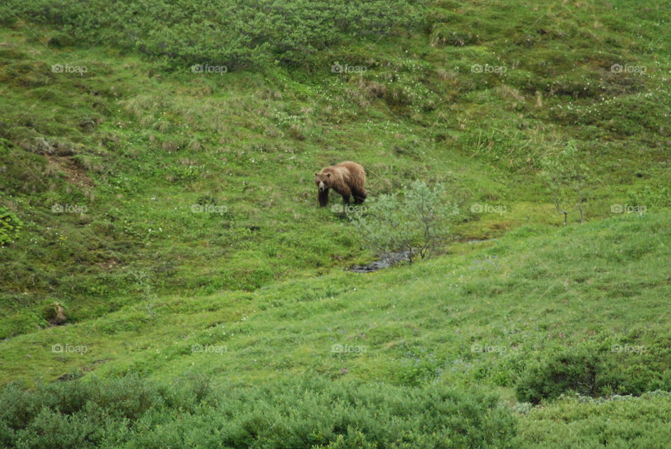 Lone grizzly