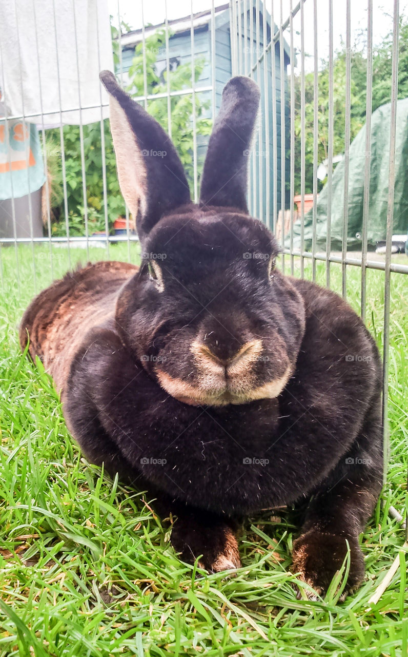 My gorgeous otter rex rabbit lying in the grass