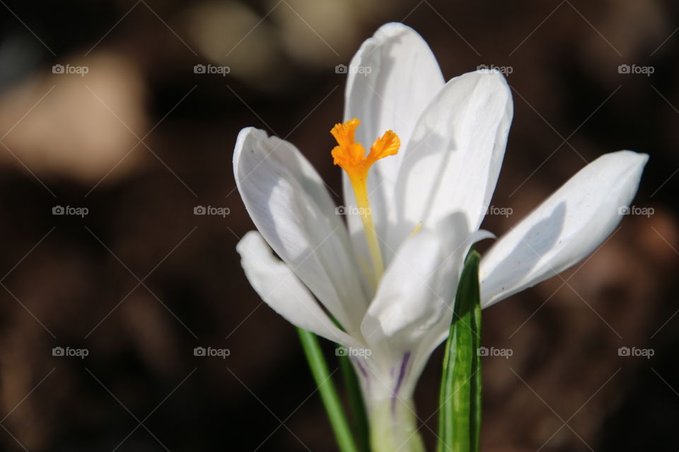 Crocus 