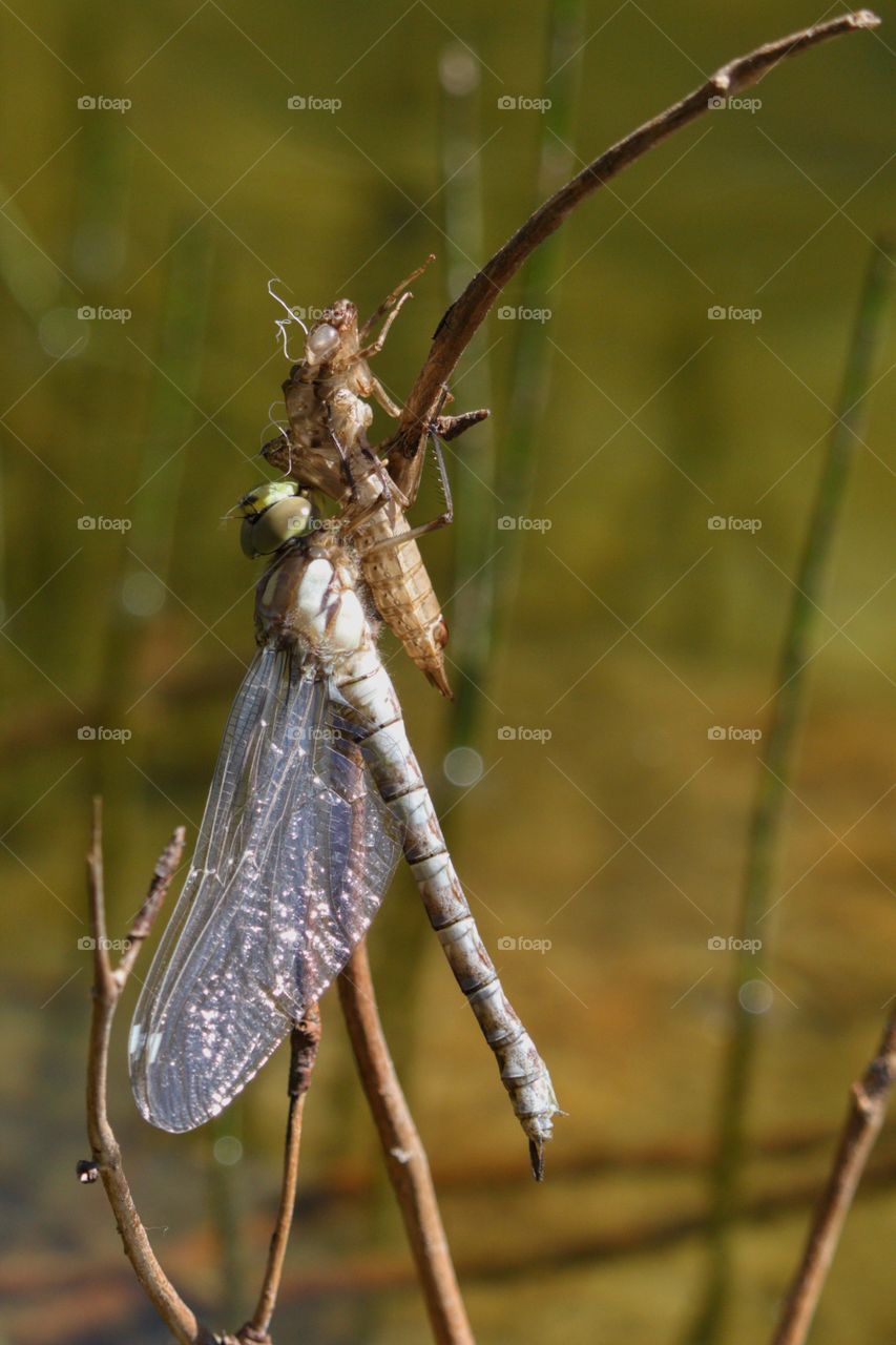 Dragonfly Metamorphosis