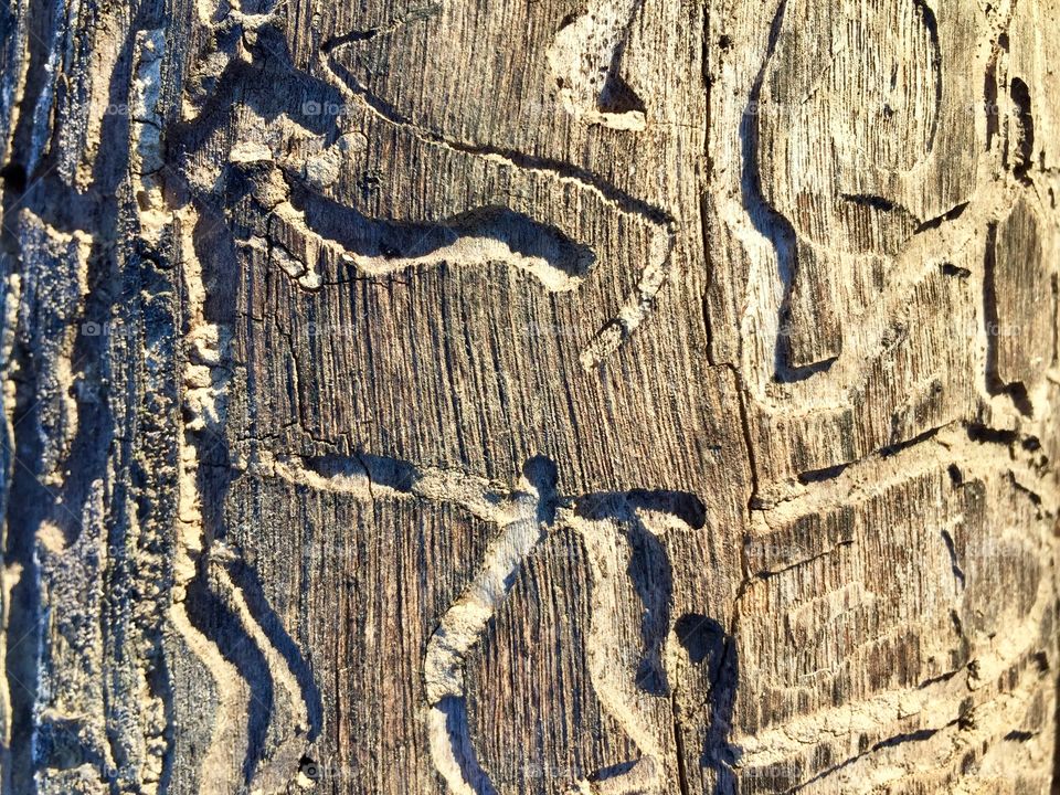 Closeup detail of Insect damage under the bark of a cut log