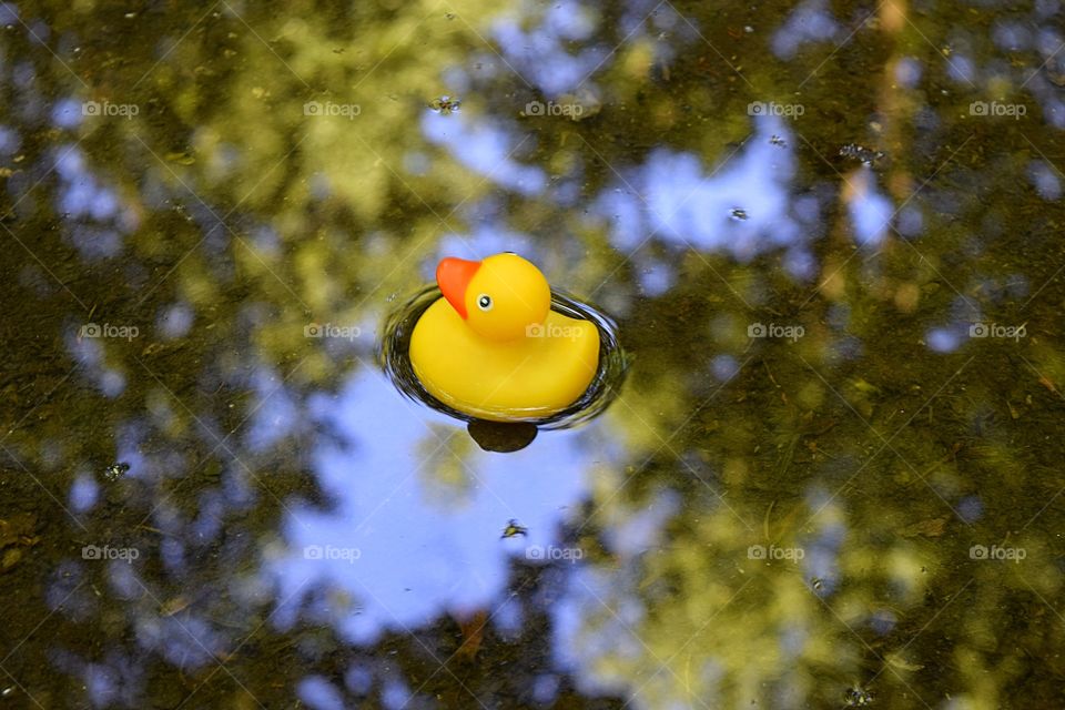 Rubber duck floating on the water