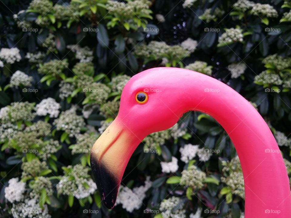 Flamingo