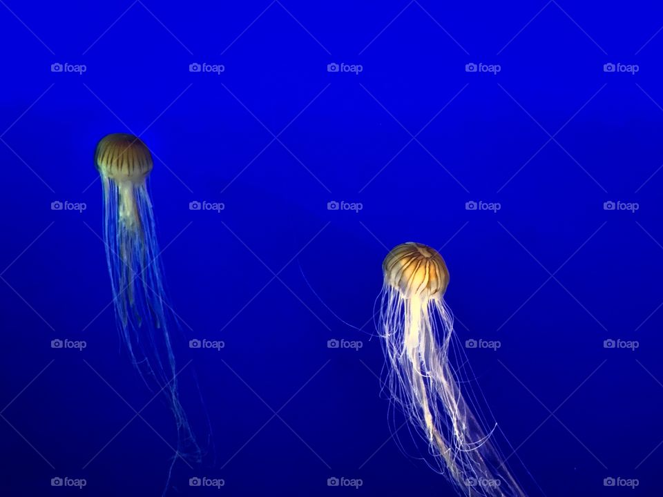 Two stinging cnidarians in a blue background. Unique, beautiful sea creature. Spineless.