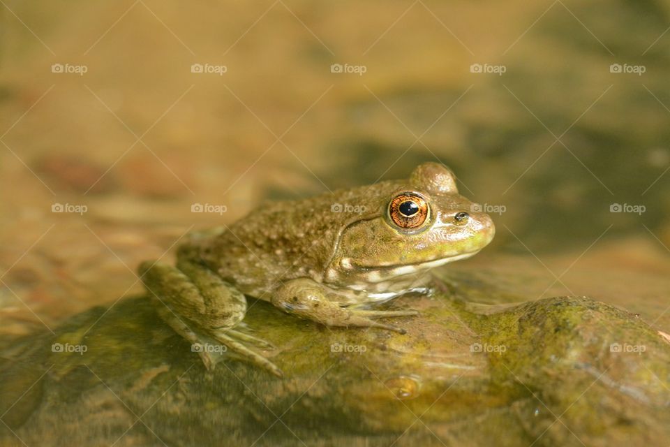 Frog sitting on rock