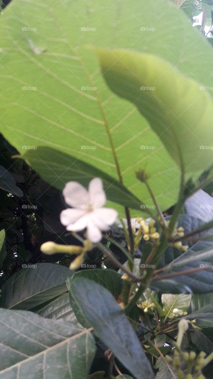 white flower with leaves