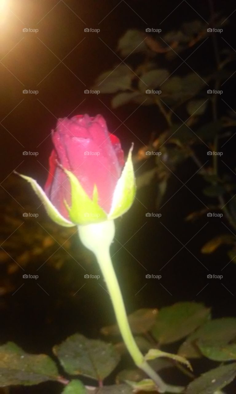 rose at night