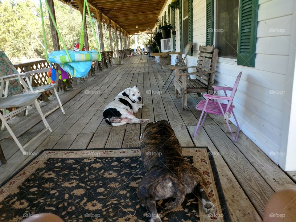 Lexi, Fatman, porch, relaxing, body guard, fur babies