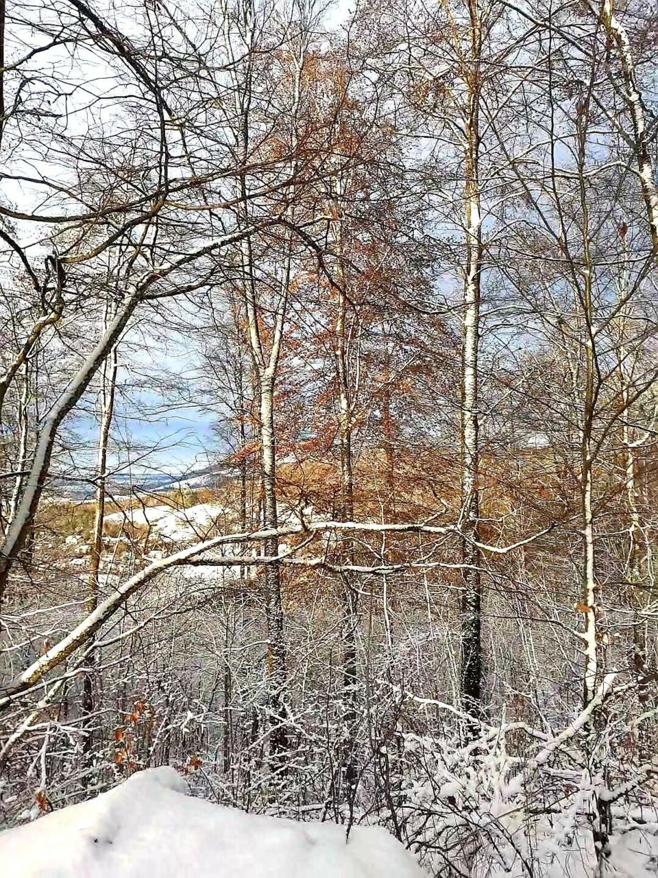 Winter in the forest