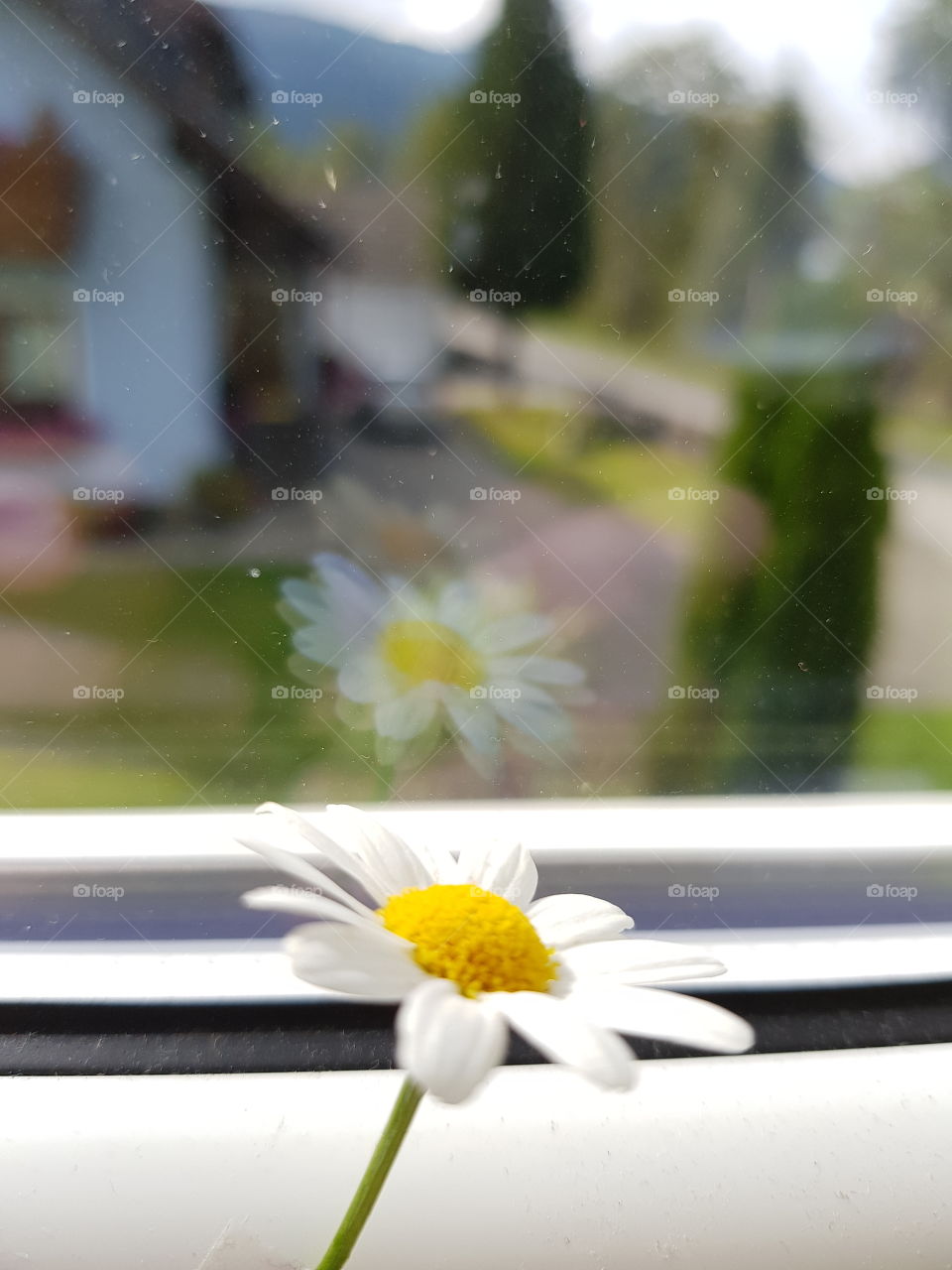 Flower at a window