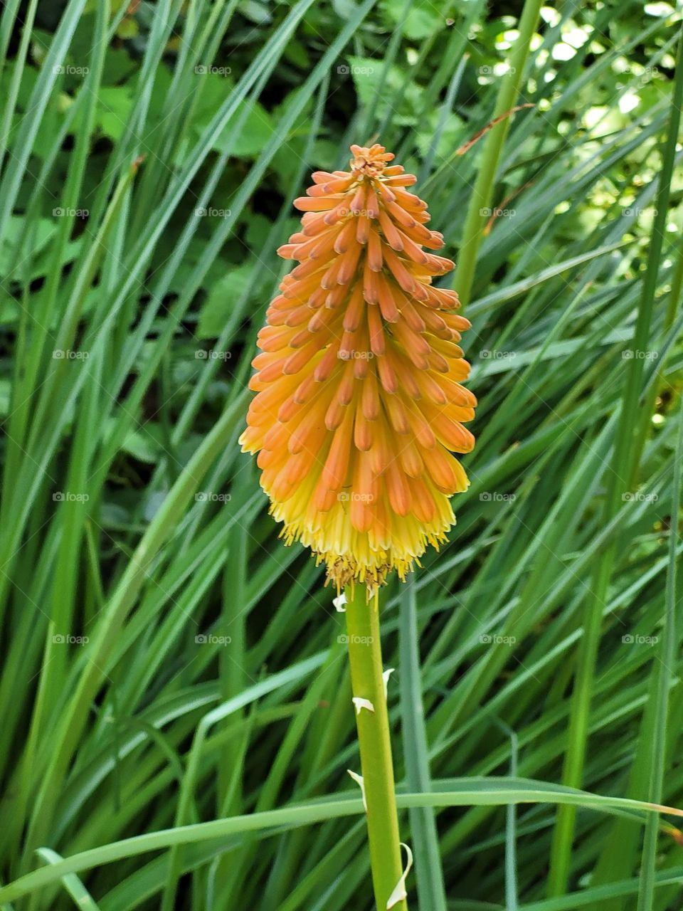 flor de jardín