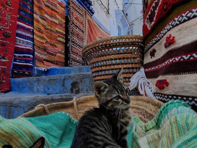 cat comfort