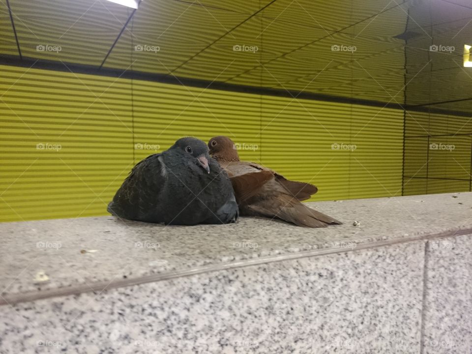Pigeons in the Munich underground railway