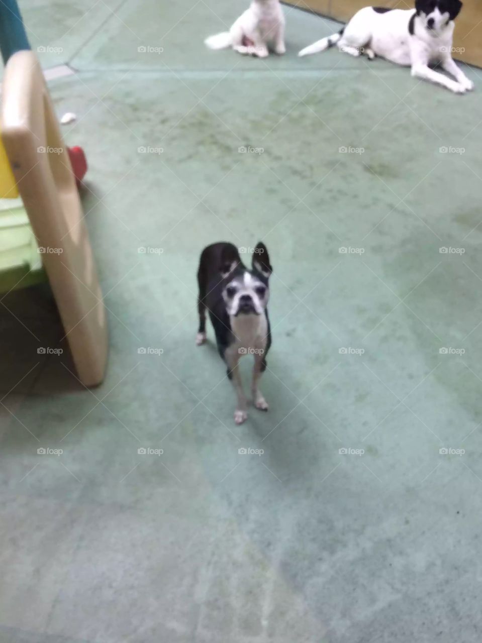 Sweet little Boston at doggy day camp