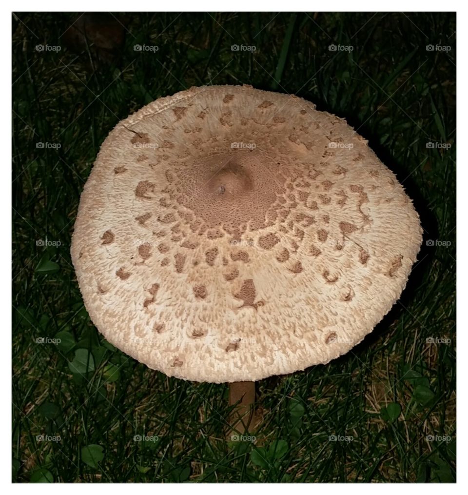the vulgar mushroom. very interesting look to it.