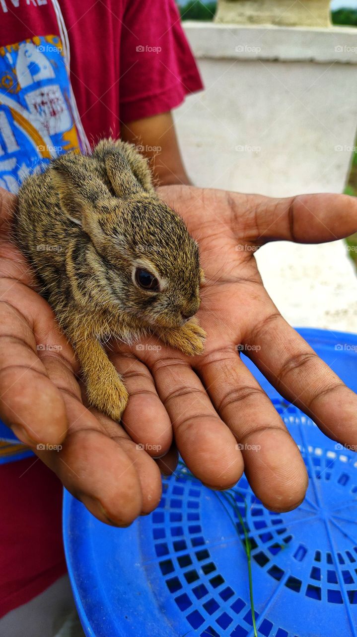 Wild rabbit cub